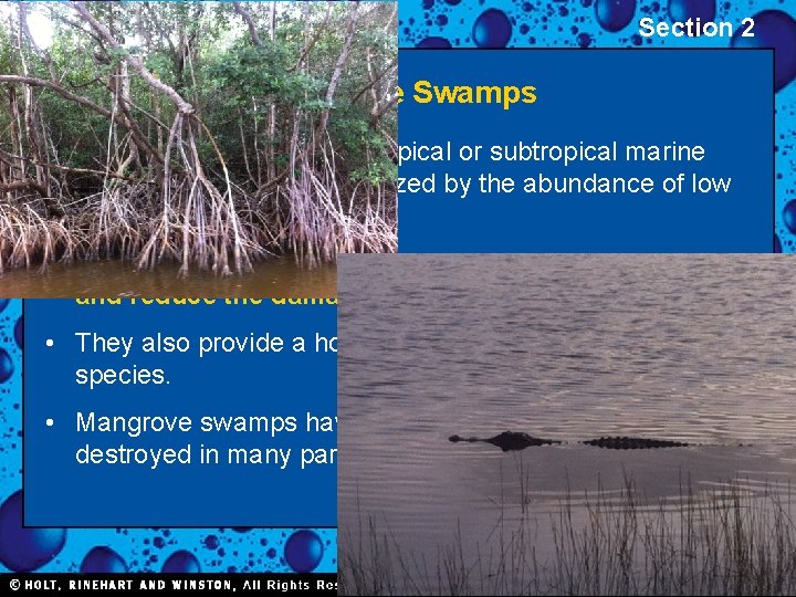 Aquatic Ecosystems Section 2 Mangrove Swamps • Mangrove swamps are tropical or subtropical marine