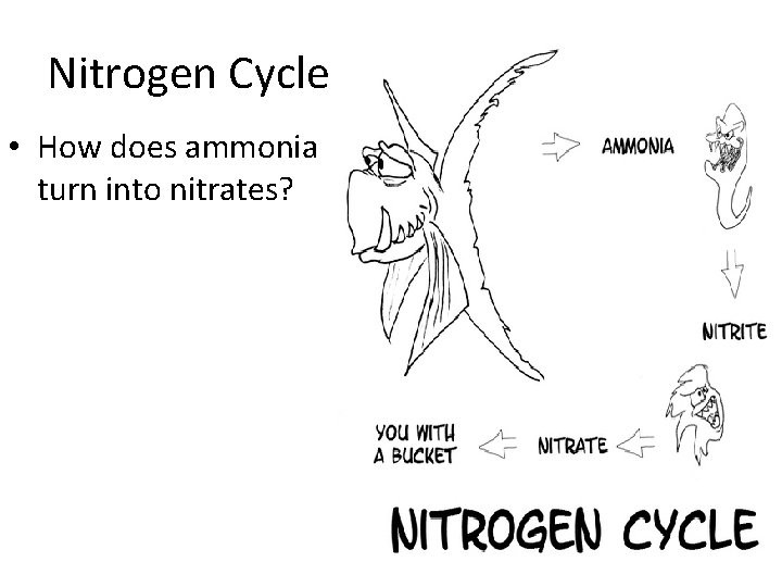 Nitrogen Cycle • How does ammonia turn into nitrates? Nitrogen Cycle • How does ammonia turn into nitrates?