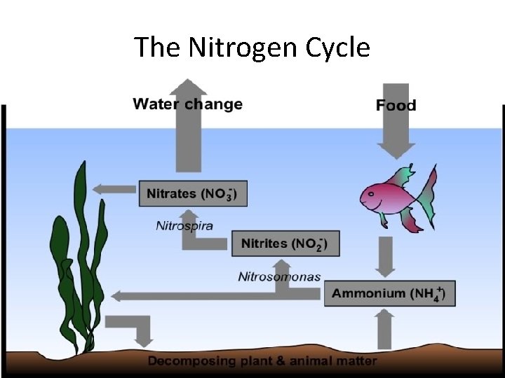 The Nitrogen Cycle The Nitrogen Cycle