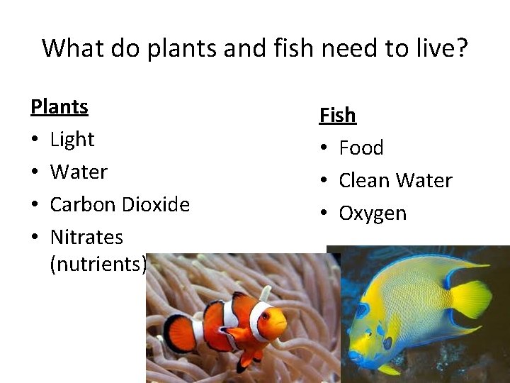 What do plants and fish need to live? Plants • Light • Water • What do plants and fish need to live? Plants • Light • Water •