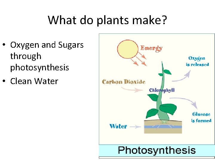 What do plants make? • Oxygen and Sugars through photosynthesis • Clean Water What do plants make? • Oxygen and Sugars through photosynthesis • Clean Water