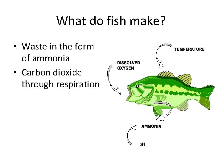 What do fish make? • Waste in the form of ammonia • Carbon dioxide What do fish make? • Waste in the form of ammonia • Carbon dioxide