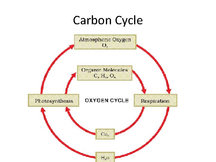 Carbon Cycle Carbon Cycle