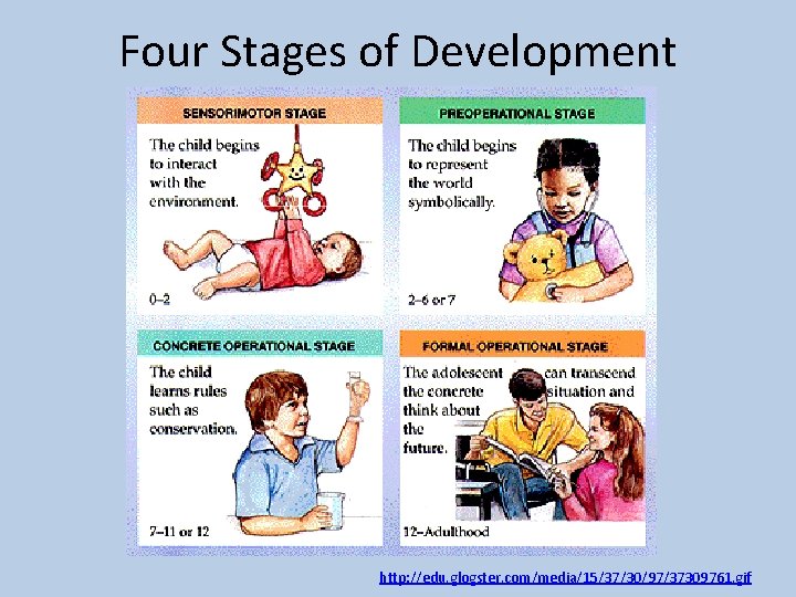 Four Stages of Development http: //edu. glogster. com/media/15/37/30/97/37309761. gif 