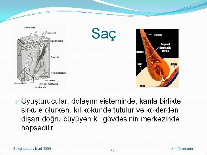 Saç Uyuşturucular, dolaşım sisteminde, kanla birlikte sirküle olurken, kıl kökünde tutulur ve köklerden dışarı