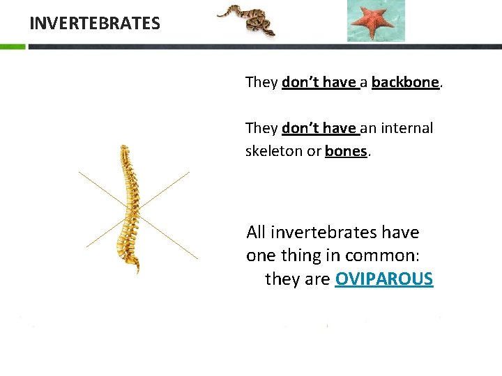 INVERTEBRATES They don’t have a backbone. They don’t have an internal skeleton or bones.