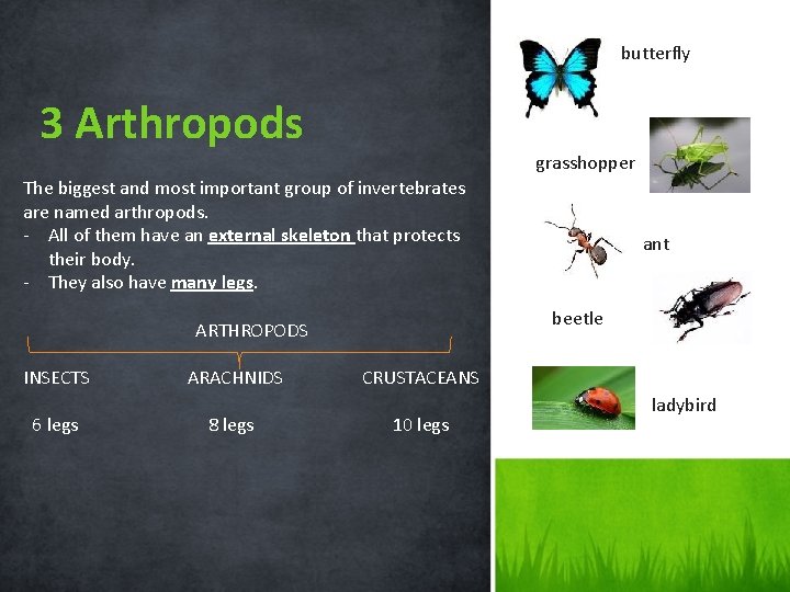 butterfly 3 Arthropods grasshopper The biggest and most important group of invertebrates are named