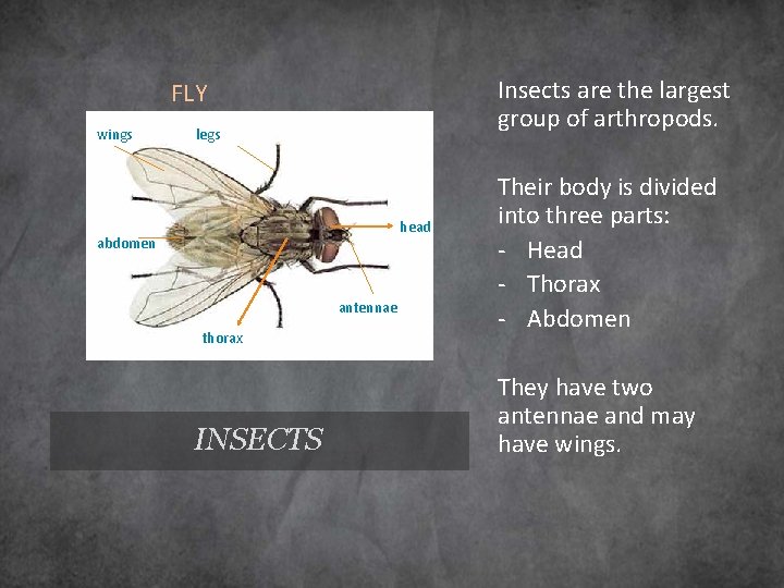 Insects are the largest group of arthropods. FLY wings legs head abdomen antennae thorax