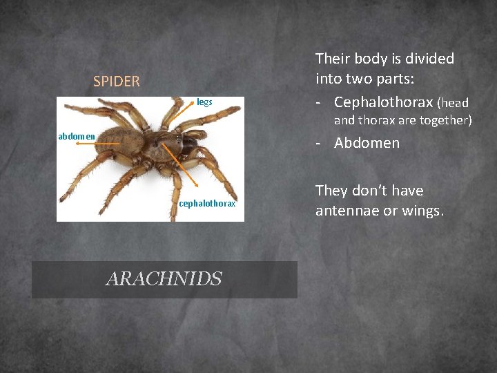 SPIDER legs Their body is divided into two parts: - Cephalothorax (head and thorax