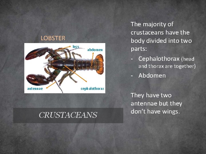 LOBSTER legs abdomen The majority of crustaceans have the body divided into two parts: