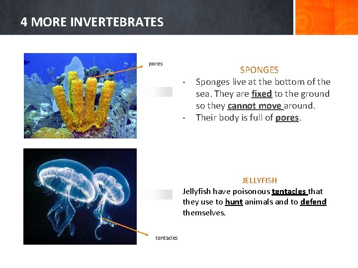4 MORE INVERTEBRATES pores - SPONGES Sponges live at the bottom of the sea.