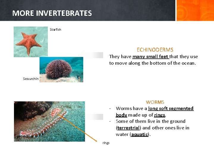 MORE INVERTEBRATES Starfish ECHINODERMS They have many small feet that they use to move