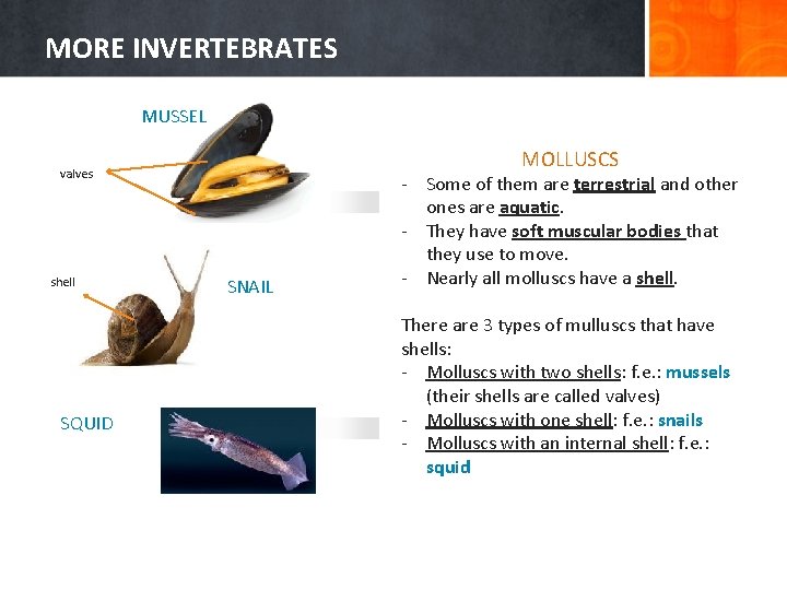 MORE INVERTEBRATES MUSSEL MOLLUSCS valves shell SQUID SNAIL - Some of them are terrestrial