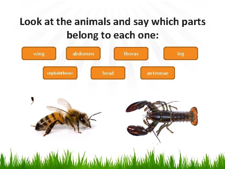 Look at the animals and say which parts belong to each one: wing abdomen