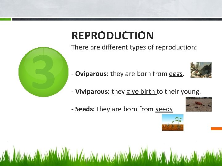 3 REPRODUCTION There are different types of reproduction: - Oviparous: they are born from