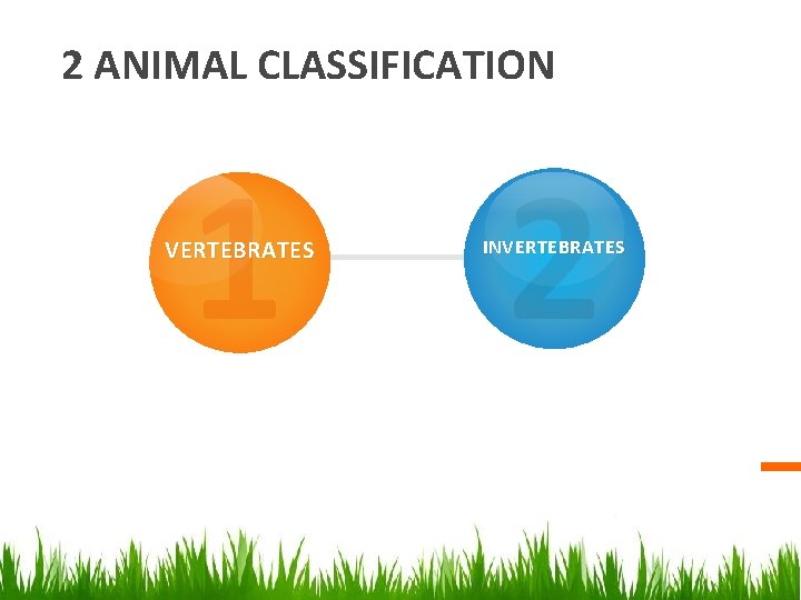 2 ANIMAL CLASSIFICATION 1 VERTEBRATES 2 INVERTEBRATES 