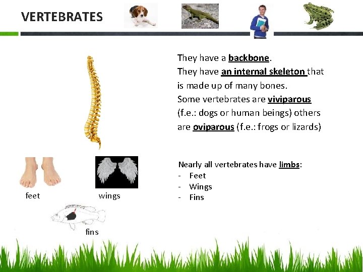 VERTEBRATES They have a backbone. They have an internal skeleton that is made up