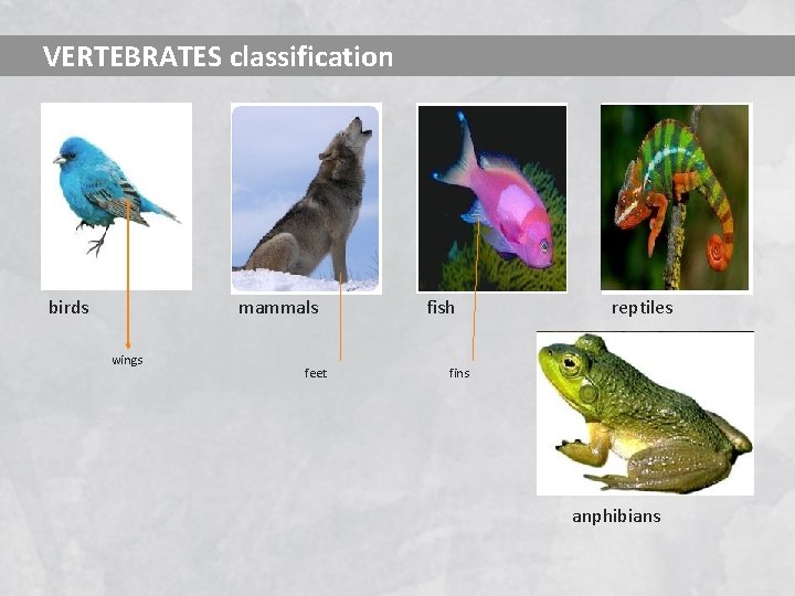 VERTEBRATES classification birds mammals wings feet fish reptiles fins anphibians 