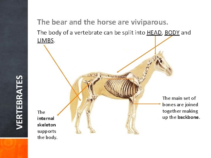 The bear and the horse are viviparous. VERTEBRATES The body of a vertebrate can