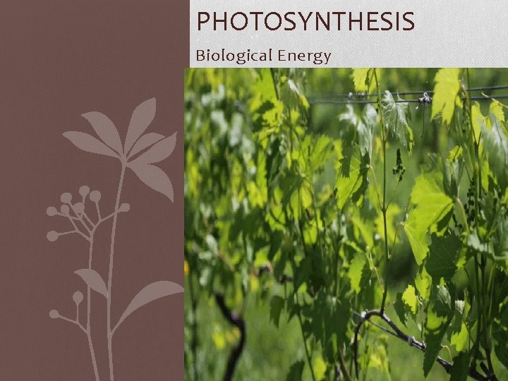 PHOTOSYNTHESIS Biological Energy 