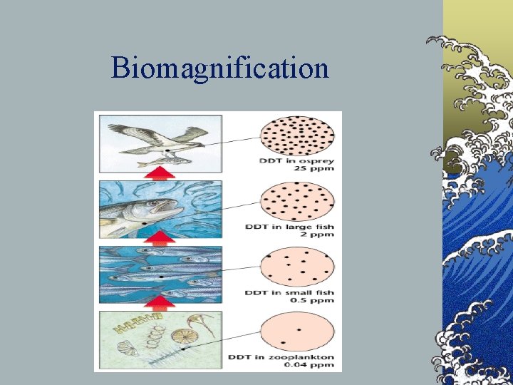 Biomagnification 