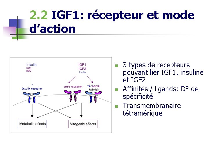 2. 2 IGF 1: récepteur et mode d’action n 3 types de récepteurs pouvant