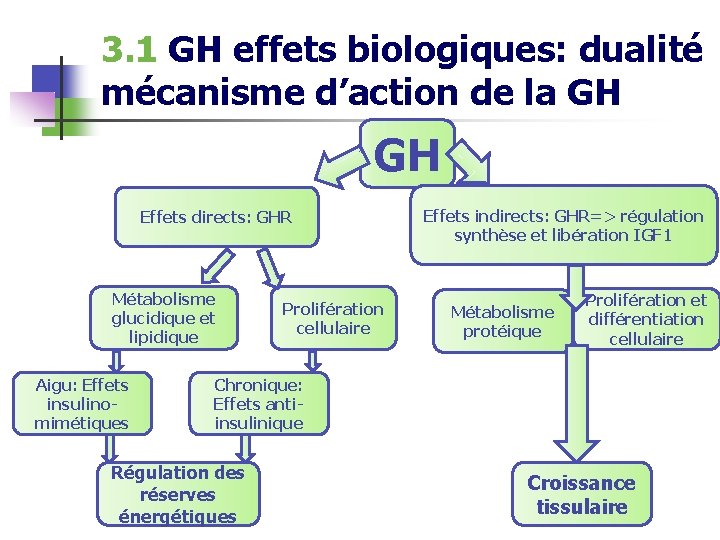 3. 1 GH effets biologiques: dualité mécanisme d’action de la GH GH Effets directs:
