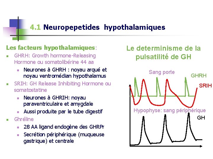 4. 1 Neuropepetides hypothalamiques Les facteurs hypothalamiques: n n n GHRH: Growth hormone-Releasing Hormone