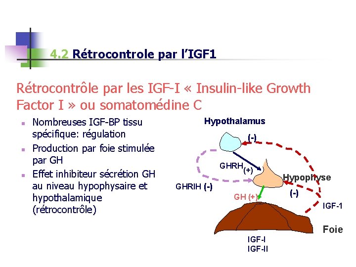 4. 2 Rétrocontrole par l’IGF 1 Rétrocontrôle par les IGF-I « Insulin-like Growth Factor