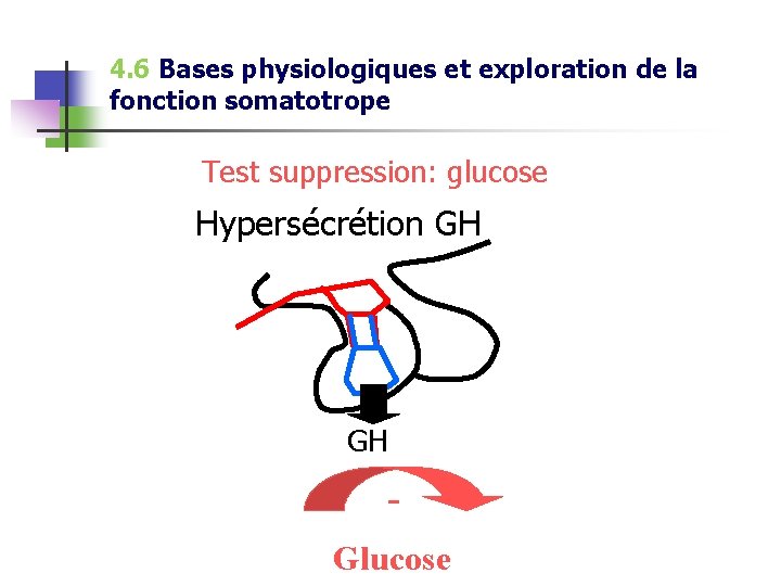 4. 6 Bases physiologiques et exploration de la fonction somatotrope Test suppression: glucose Hypersécrétion