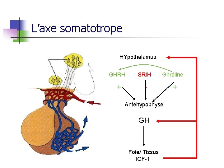 L’axe somatotrope HYpothalamus GHRH + SRIH Ghréline Antéhypophyse GH Foie/ Tissus IGF-1 + 