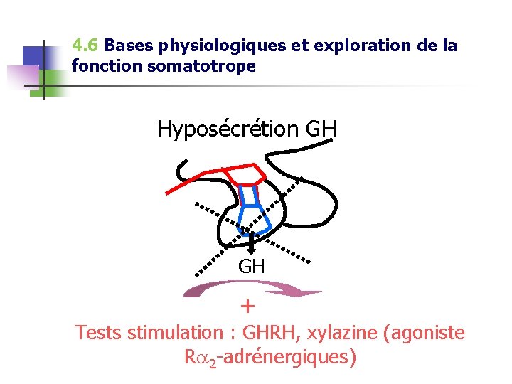 4. 6 Bases physiologiques et exploration de la fonction somatotrope Hyposécrétion GH GH +
