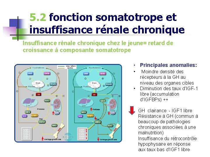 5. 2 fonction somatotrope et insuffisance rénale chronique Insuffisance rénale chronique chez le jeune=