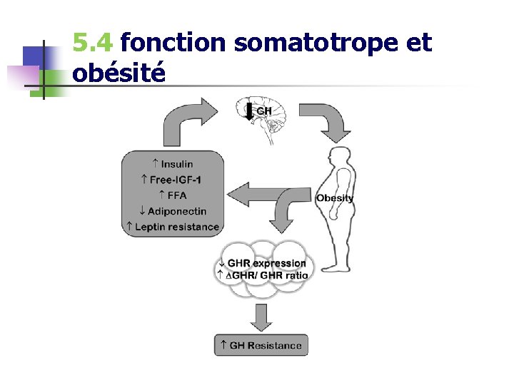 5. 4 fonction somatotrope et obésité 