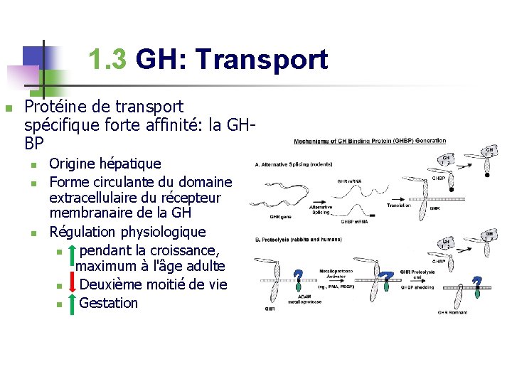 1. 3 GH: Transport n Protéine de transport spécifique forte affinité: la GHBP n