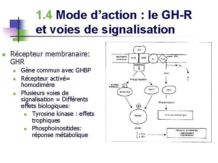 1. 4 Mode d’action : le GH-R et voies de signalisation n Récepteur membranaire: