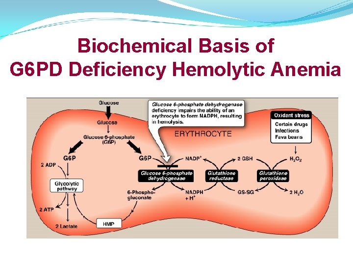 Biochemical Basis of G 6 PD Deficiency Hemolytic Anemia 