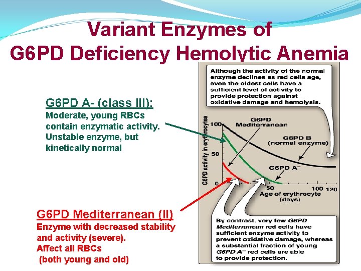 Variant Enzymes of G 6 PD Deficiency Hemolytic Anemia G 6 PD A- (class