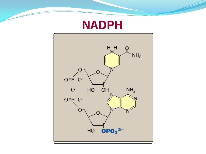 NADPH 