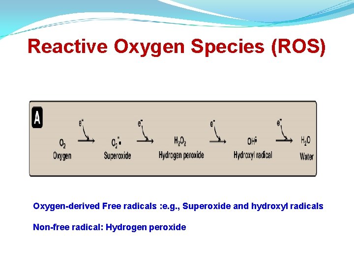 Reactive Oxygen Species (ROS) Oxygen-derived Free radicals : e. g. , Superoxide and hydroxyl