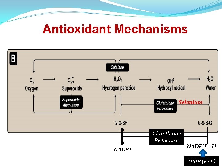 Antioxidant Mechanisms Selenium Glutathione Reductase NADP + NADPH + H+ HMP (PPP) 