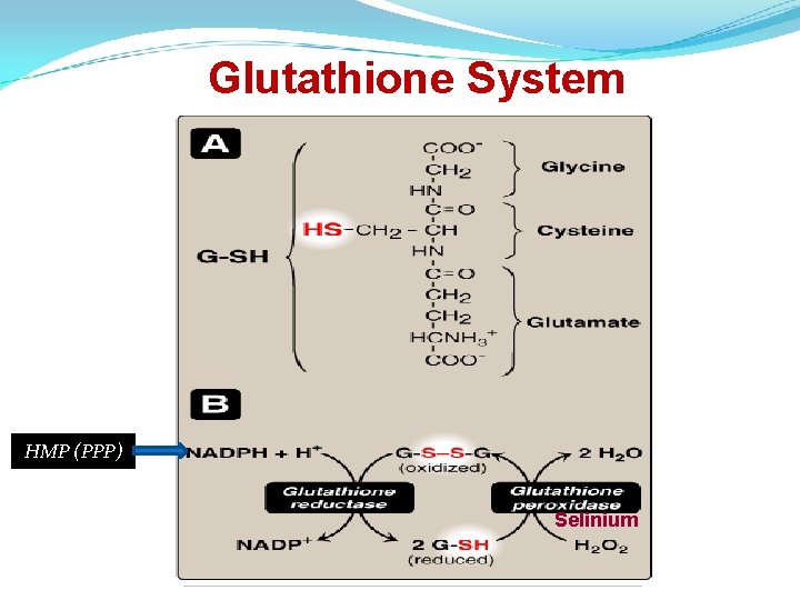 Glutathione System HMP (PPP) Selinium 