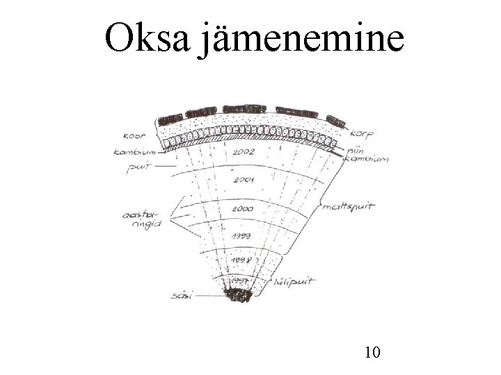 Oksa jämenemine 10 Oksa jämenemine 10