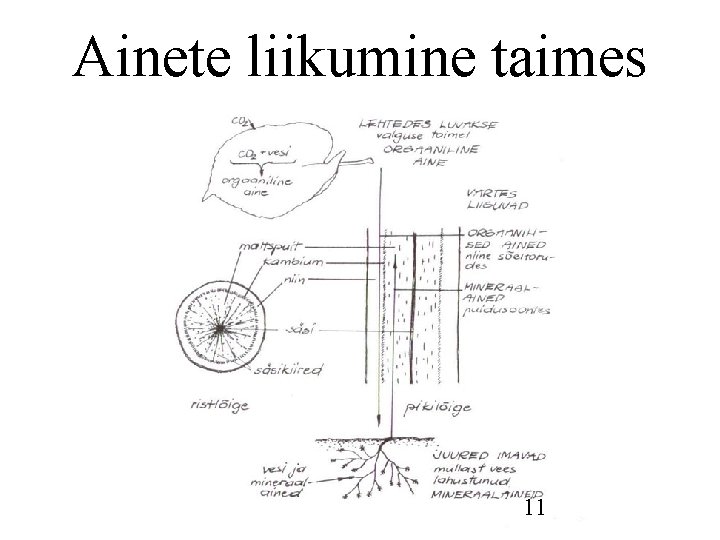 Ainete liikumine taimes 11 Ainete liikumine taimes 11