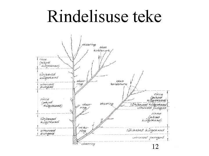 Rindelisuse teke 12 Rindelisuse teke 12