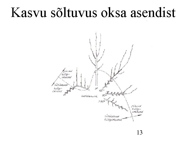 Kasvu sõltuvus oksa asendist 13 Kasvu sõltuvus oksa asendist 13