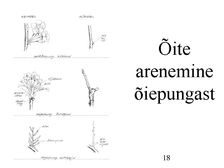 Õite arenemine õiepungast 18 Õite arenemine õiepungast 18