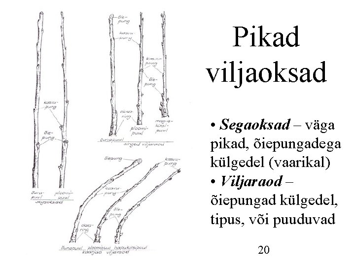 Pikad viljaoksad • Segaoksad – väga pikad, õiepungadega külgedel (vaarikal) • Viljaraod – õiepungad Pikad viljaoksad • Segaoksad – väga pikad, õiepungadega külgedel (vaarikal) • Viljaraod – õiepungad