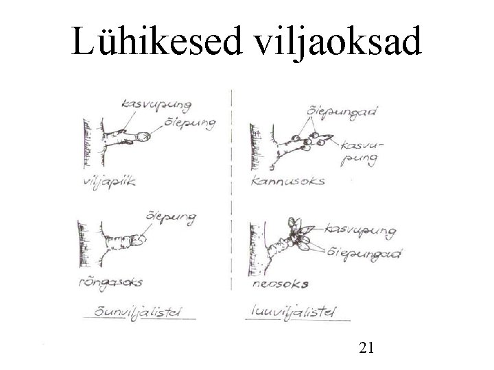 Lühikesed viljaoksad 21 Lühikesed viljaoksad 21