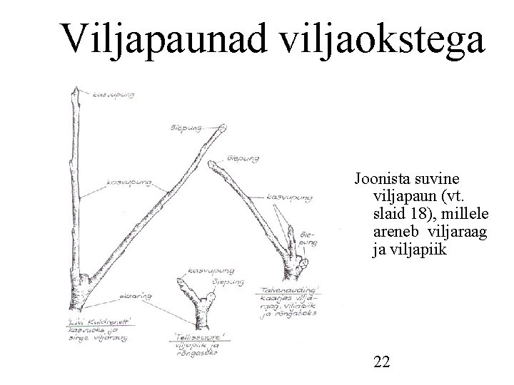 Viljapaunad viljaokstega Joonista suvine viljapaun (vt. slaid 18), millele areneb viljaraag ja viljapiik 22 Viljapaunad viljaokstega Joonista suvine viljapaun (vt. slaid 18), millele areneb viljaraag ja viljapiik 22